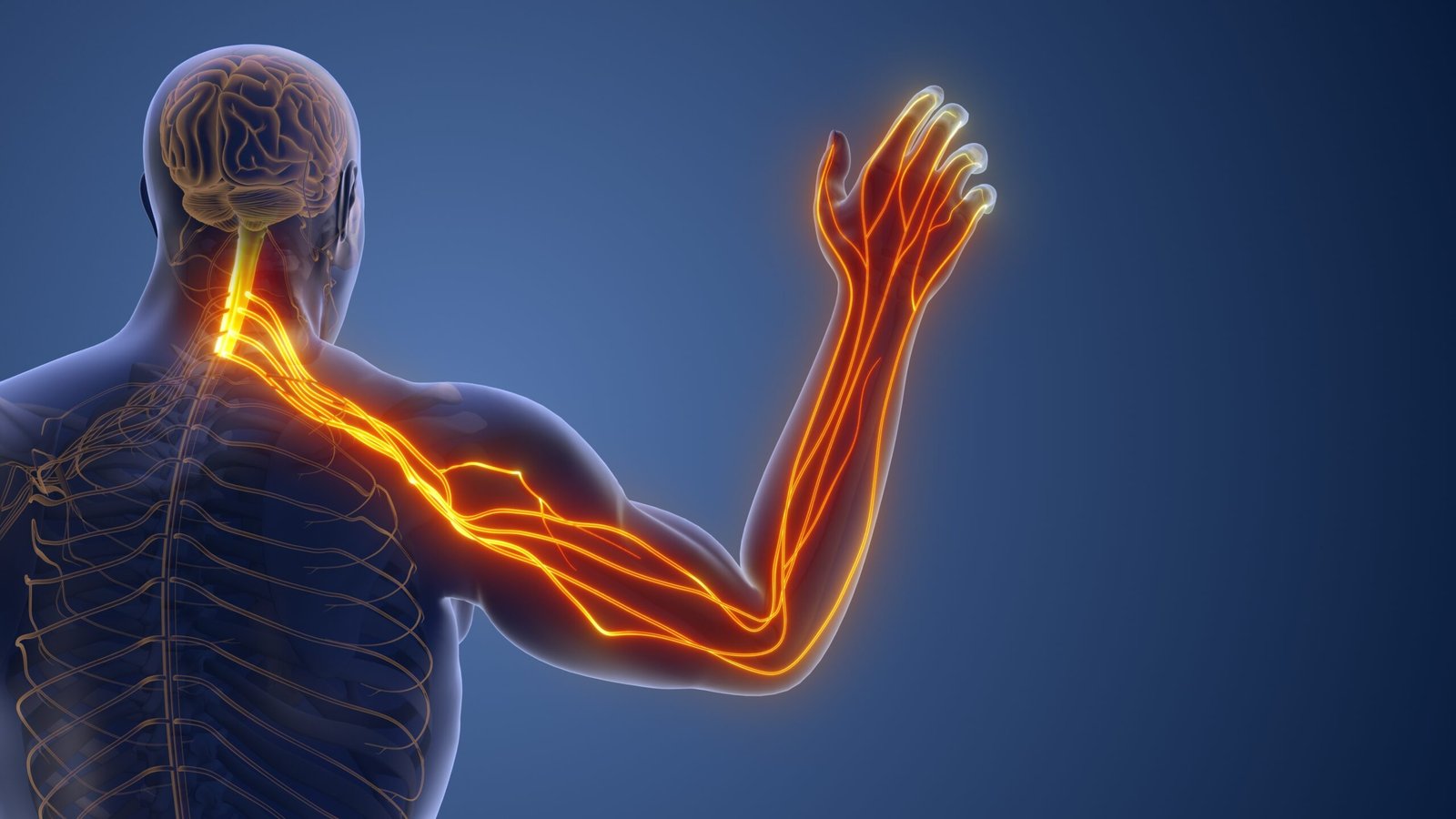 Compressed,Cervical,Nerve,Leading,To,Radiating,Pain,3d,Illustration